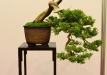 Herbert Obermayer, Vokietija, Kazokinis kadagys (Juniperus sabina) 