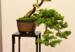 Herbert Obermayer, Vokietija, Kazokinis kadagys (Juniperus sabina) 