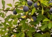 Herbert Obermayer, Vokietija, Dygioji slyva (Prunus spinosa), indas - Klika&Kuratková