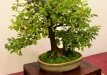 Herbert Obermayer, Vokietija, Dygioji slyva (Prunus spinosa), indas - Klika&Kuratková