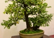 Herbert Obermayer, Vokietija, Dygioji slyva (Prunus spinosa), indas - Klika&Kuratková
