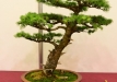 Japoninis maumedis (Larix kaempferi)