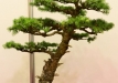 Japoninis maumedis (Larix kaempferi)