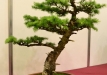 Japoninis maumedis (Larix kaempferi)