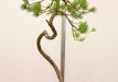 Paprastoji pušis (Pinus sylvestris)