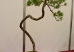 Paprastoji pušis (Pinus sylvestris)