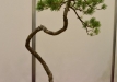 Paprastoji pušis (Pinus sylvestris)