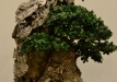 Herbert Obermayer, Vokietija, Paprastasis alyvmedis (Olea europaea), indas - Bryan Albright