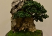 Herbert Obermayer, Vokietija, Paprastasis alyvmedis (Olea europaea), indas - Bryan Albright
