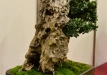 Herbert Obermayer, Vokietija, Paprastasis alyvmedis (Olea europaea), indas - Bryan Albright