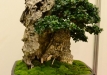 Herbert Obermayer, Vokietija, Paprastasis alyvmedis (Olea europaea), indas - Bryan Albright