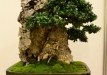 Herbert Obermayer, Vokietija, Paprastasis alyvmedis (Olea europaea), indas - Bryan Albright