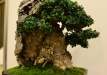 Herbert Obermayer, Vokietija, Paprastasis alyvmedis (Olea europaea), indas - Bryan Albright