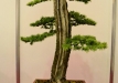Dariusz Zajac, Lenkija, Japoninis maumedis (Larix kaempferi)