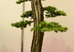 Dariusz Zajac, Lenkija, Japoninis maumedis (Larix kaempferi)