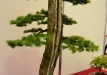 Dariusz Zajac, Lenkija, Japoninis maumedis (Larix kaempferi)