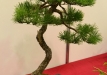 Tomasz Sobczak, Lenkija, Paprastoji pušis (Pinus sylvestris)