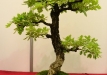 Marek Gajda, Lenkija, Pūkuotasis ąžuolas (Quercus pubescens)