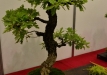 Marek Gajda, Lenkija, Pūkuotasis ąžuolas (Quercus pubescens)