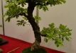 Marek Gajda, Lenkija, Pūkuotasis ąžuolas (Quercus pubescens)
