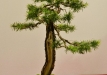 Michał Malawski, Lenkija, Europinis maumedis (Larix decidua)
