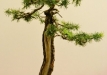 Michał Malawski, Lenkija, Europinis maumedis (Larix decidua)