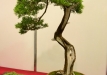 Marek Gajda, Lenkija, Virgininis kadagys (Juniperus virginiana)