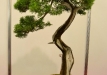 Marek Gajda, Lenkija, Virgininis kadagys (Juniperus virginiana)