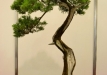 Marek Gajda, Lenkija, Virgininis kadagys (Juniperus virginiana)