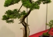 Marek Gajda, Lenkija, Virgininis kadagys (Juniperus virginiana)