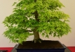 Czegel Richard, Verngrija, Plaštakinis klevas (Acer palmatum), indas - Tokoname