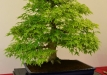 Czegel Richard, Verngrija, Plaštakinis klevas (Acer palmatum), indas - Tokoname