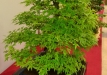Czegel Richard, Verngrija, Plaštakinis klevas (Acer palmatum), indas - Tokoname
