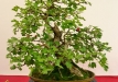 Gyorgy Rácz, Vengrija, Vienapiestė gudobelė (Crataegus oxycanta)