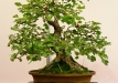 Gyorgy Rácz, Vengrija, Vienapiestė gudobelė (Crataegus oxycanta)