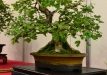 Gyorgy Rácz, Vengrija, Vienapiestė gudobelė (Crataegus oxycanta)