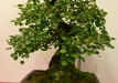 Gyorgy Rácz, Vengrija, Paprastoji kriaušė (Pyrus communis)