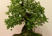 Gyorgy Rácz, Vengrija, Paprastoji kriaušė (Pyrus communis)