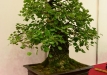 Gyorgy Rácz, Vengrija, Paprastoji kriaušė (Pyrus communis)