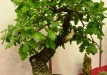 Gyorgy Rácz, Vengrija, Pūkuotasis ąžuolas (Quercus pubescens), indas - Vengrija