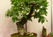 Gyorgy Rácz, Vengrija, Pūkuotasis ąžuolas (Quercus pubescens), indas - Vengrija