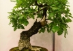 Gyorgy Rácz, Vengrija, Pūkuotasis ąžuolas (Quercus pubescens), indas - Vengrija