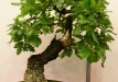 Gyorgy Rácz, Vengrija, Pūkuotasis ąžuolas (Quercus pubescens), indas - Vengrija