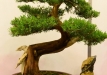 Gyorgy Rácz, Vengrija, Virgininis kadagys (Juniperus virginiana), indas - Vengrija
