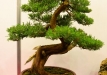 Gyorgy Rácz, Vengrija, Virgininis kadagys (Juniperus virginiana), indas - Vengrija
