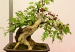 Gyorgy Rácz, Vengrija, Vienapiestė gudobelė (Crataegus monogyna)