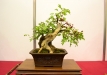 Gyorgy Rácz, Vengrija, Vienapiestė gudobelė (Crataegus monogyna)