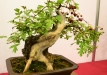 Gyorgy Rácz, Vengrija, Vienapiestė gudobelė (Crataegus monogyna)