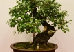 Gyorgy Rácz, Vengrija, Paprastoji kriaušė (Pyrus communis)