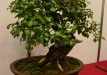Gyorgy Rácz, Vengrija, Paprastoji kriaušė (Pyrus communis)